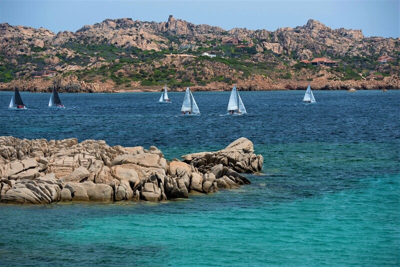 Delfini nel mare di Golfo Aranci