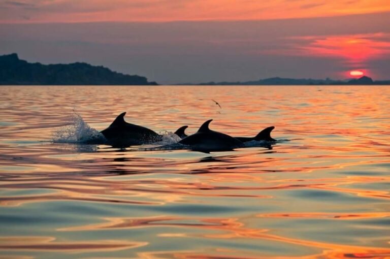 Delfini nelle acque di Golfo Aranci