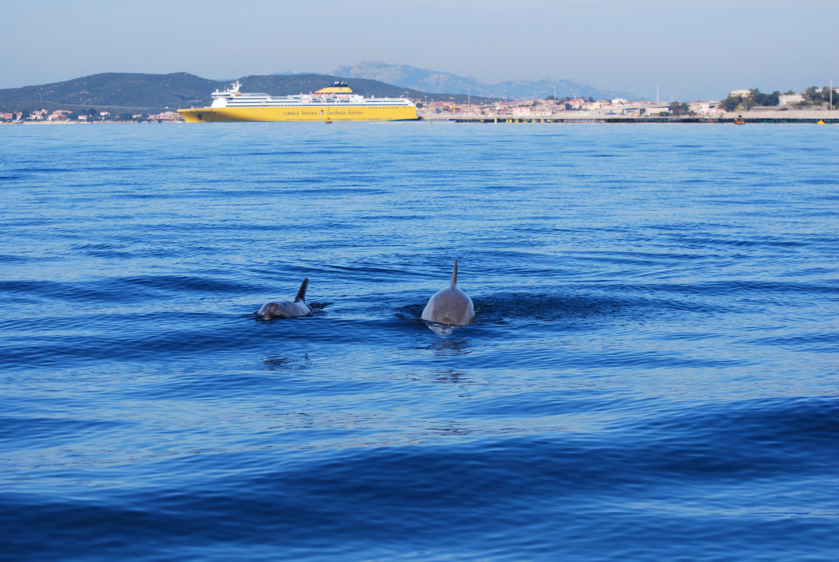 Delfini nel mare di Golfo Aranci