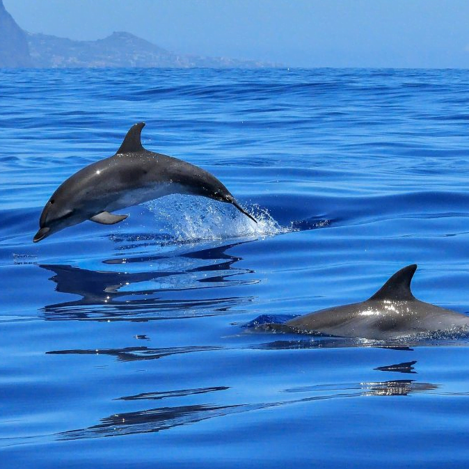 Delfini vicino all’isola di Figarolo