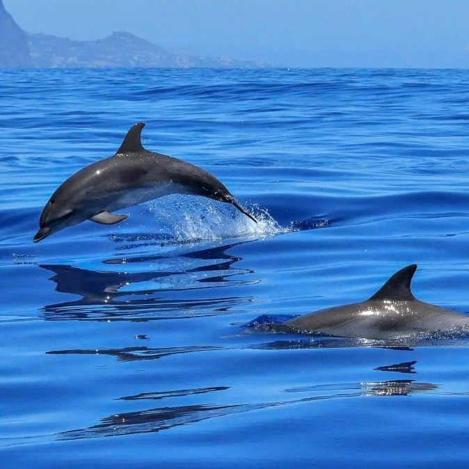 Dolphins